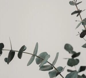 A close up of leaves on a tree branch