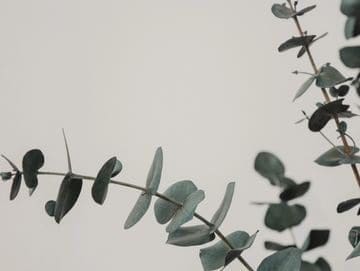 A close up of leaves on a tree branch