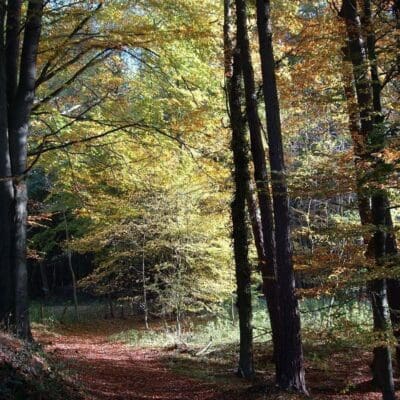 A forest with trees and leaves in the background.