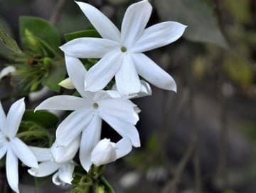 Two white flowers are growing on a tree.