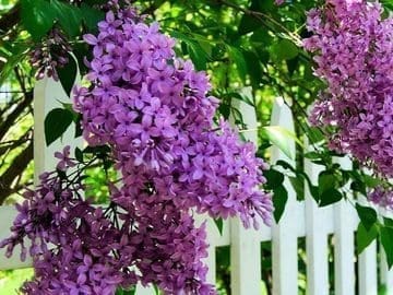 A purple flower is hanging from the tree.