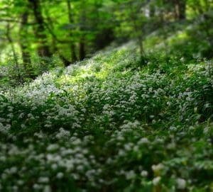 A field of white flowers in the middle of a forest.