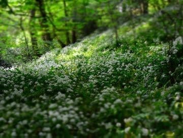 A field of white flowers in the middle of a forest.