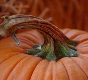 A close up of the stem on an orange pumpkin