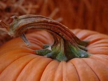 A close up of the stem on an orange pumpkin