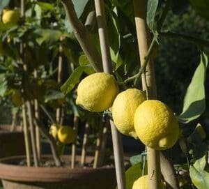 A close up of lemons growing on the tree