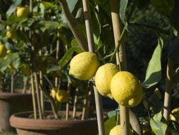 A close up of lemons growing on the tree