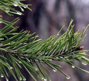 A close up of the needles on a pine tree