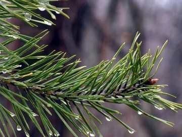 A close up of the needles on a pine tree