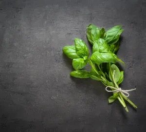 Fresh basil bundle tied with twine