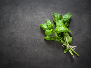 A bunch of basil is tied up on the table