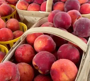 Fresh ripe peaches in market baskets
