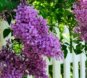 A close up of purple flowers on a tree